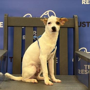 Enlarge ARTHUR, a Adoptable mixed breed in Atco, NJ image 2/5