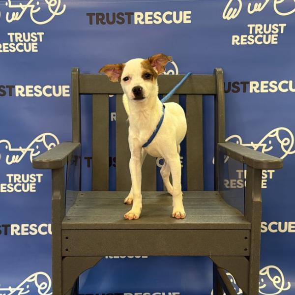 Enlarge ARTHUR, a Adoptable mixed breed in Atco, NJ image 5/5