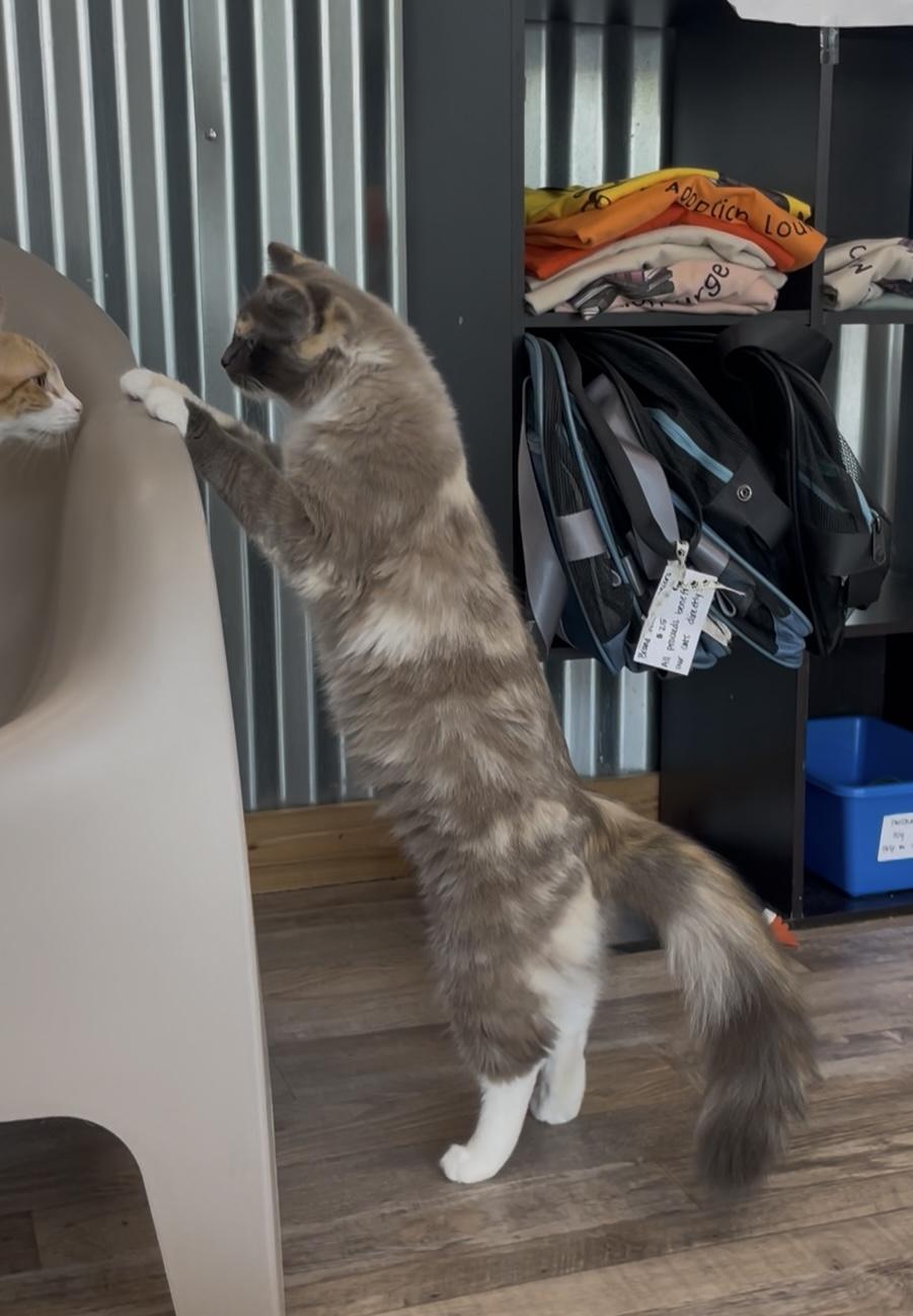 Mia, Adoptable, Young Female Domestic Medium Hair.