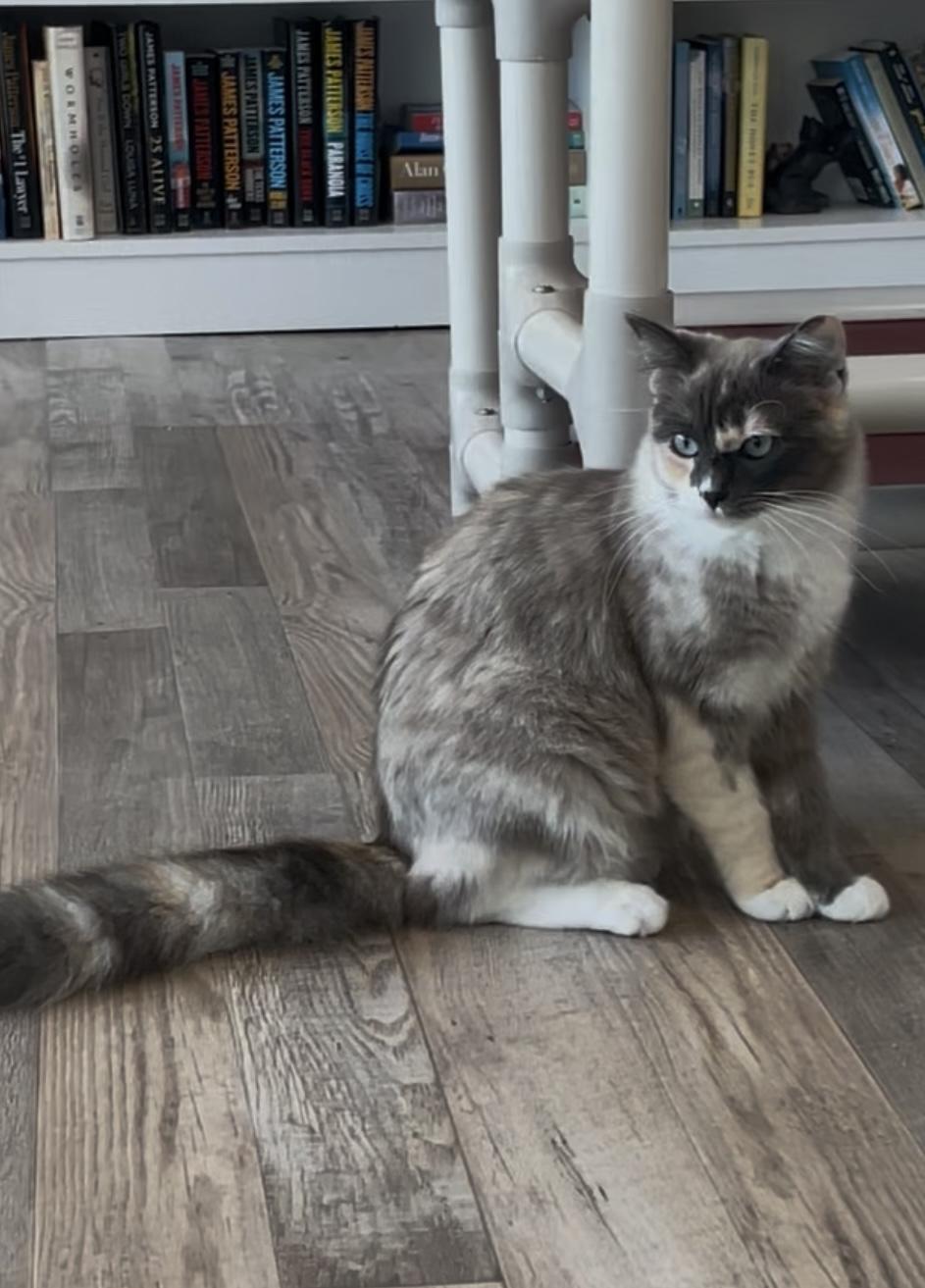 Enlarge Mia, a Adoptable Domestic Medium Hair in Petaluma, CA image 2/3