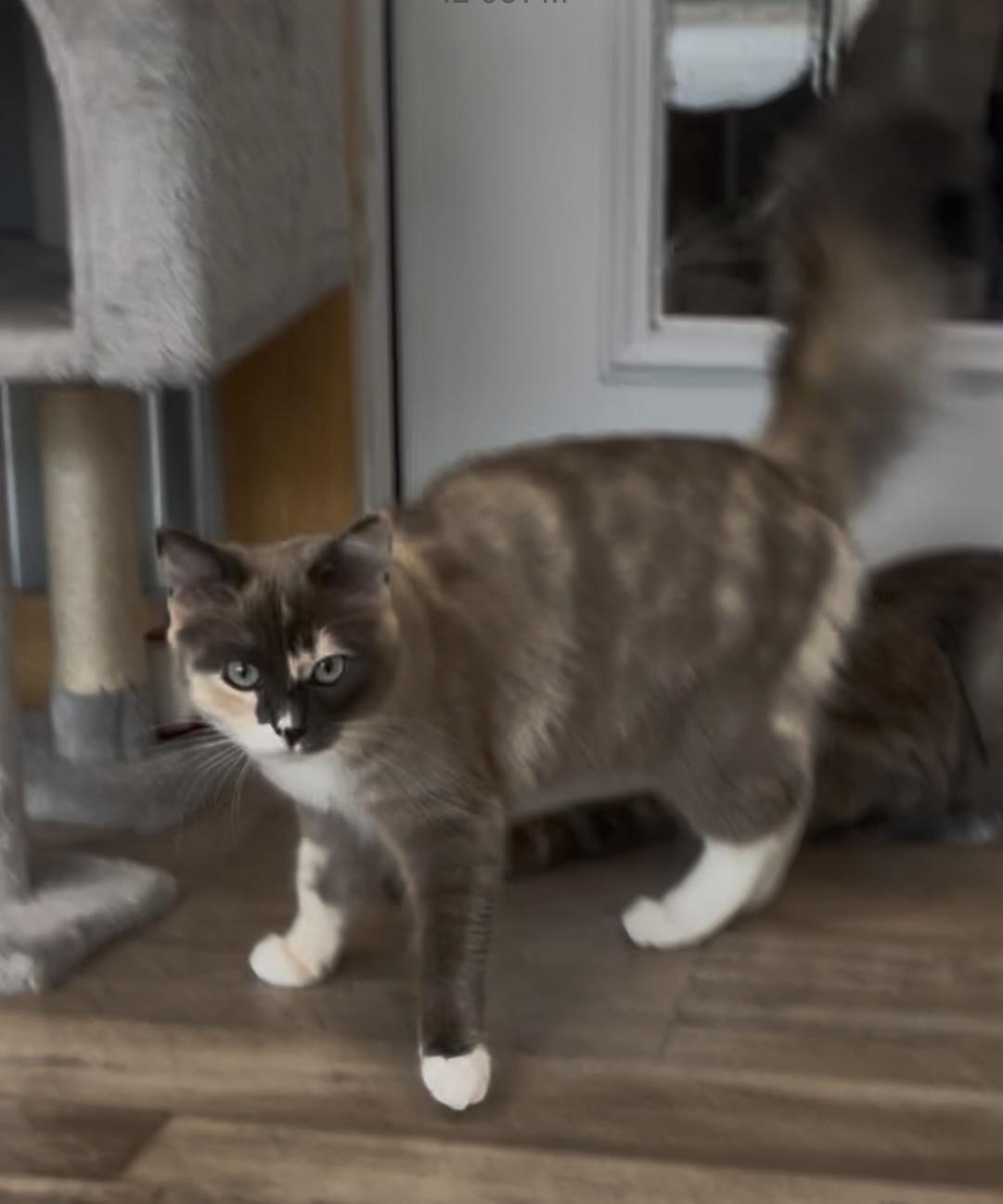 Enlarge Mia, a Adoptable Domestic Medium Hair in Petaluma, CA image 3/3