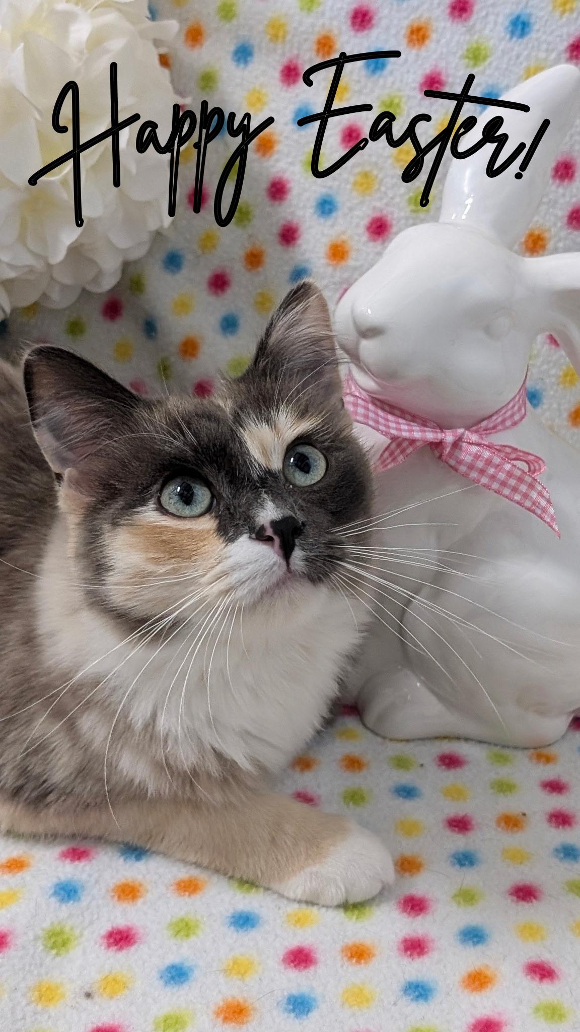 Enlarge Mia, a Adoptable Domestic Medium Hair in Petaluma, CA image 5/5