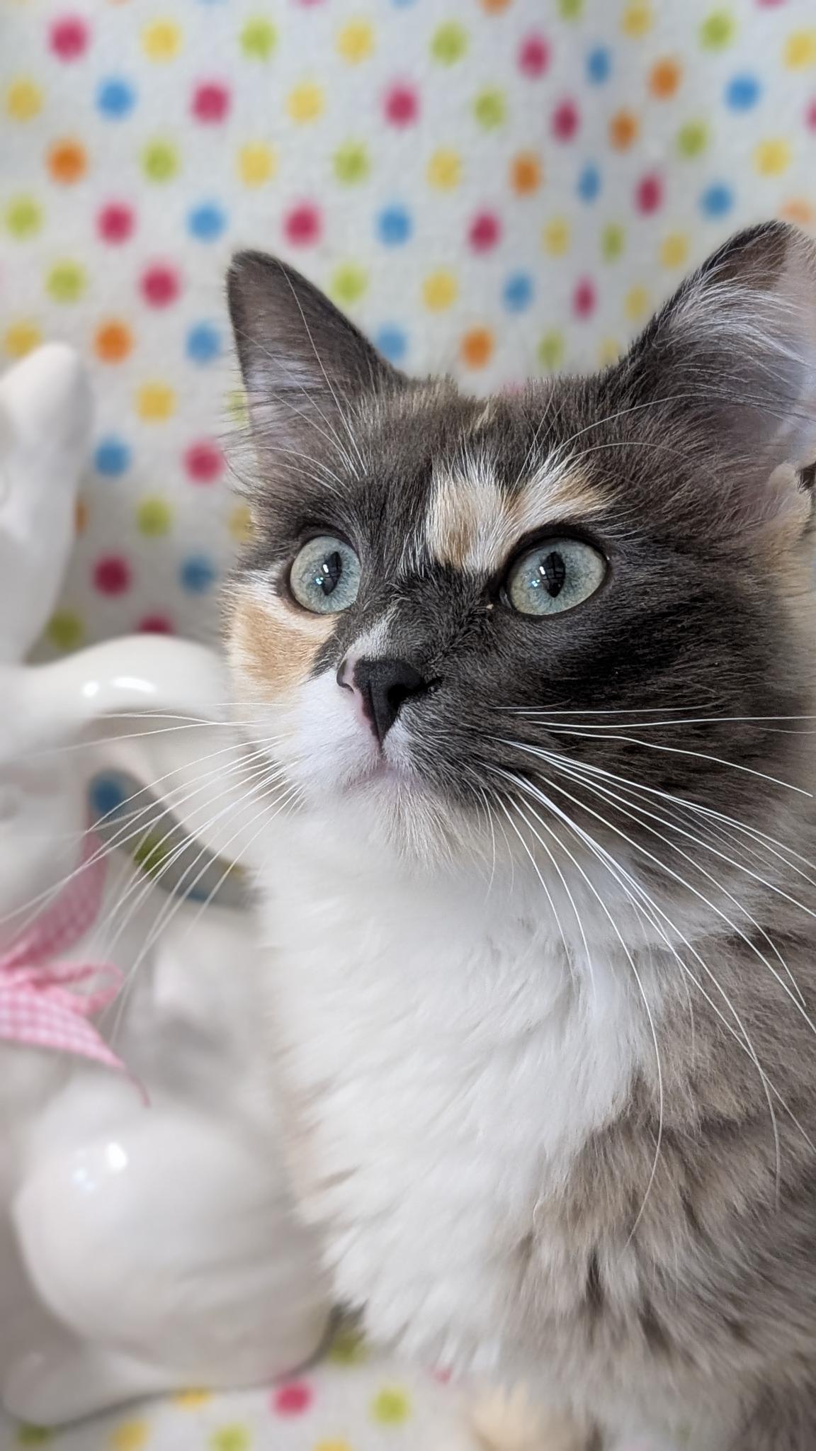 Enlarge Mia, a Adoptable Domestic Medium Hair in Petaluma, CA image 1/5