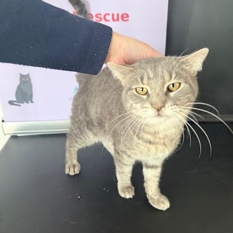 Marcus, ADOPTABLE, Adult Male Domestic Short Hair.