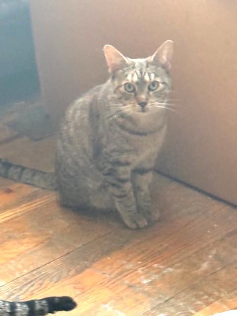 Enlarge Marcus, a ADOPTABLE Domestic Short Hair in New York, NY image 5/5