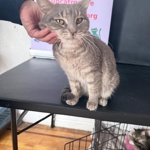 Enlarge Marcus, a ADOPTABLE Domestic Short Hair in New York, NY image 3/5