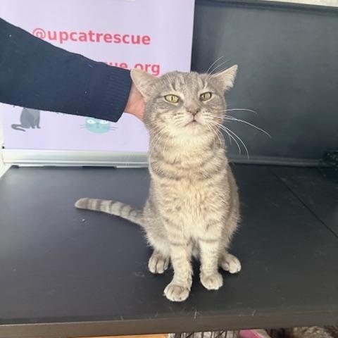 Enlarge Marcus, a ADOPTABLE Domestic Short Hair in New York, NY image 2/5