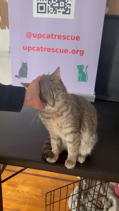 Enlarge Marcus, a ADOPTABLE Domestic Short Hair in New York, NY video 4/5