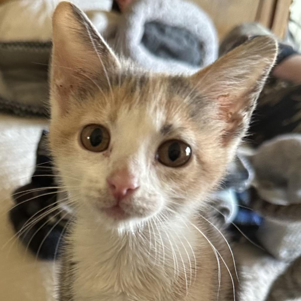 Selene, Adoptable, Kitten Female Domestic Short Hair.