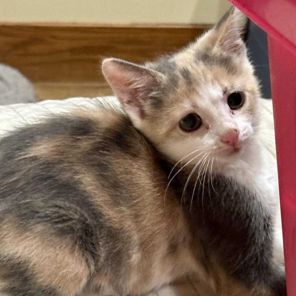 Enlarge Selene, a Adoptable Domestic Short Hair in Grantsville, UT image 2/6