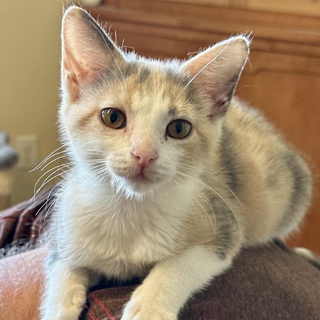 Enlarge Selene, a Adoptable Domestic Short Hair in Grantsville, UT image 3/6