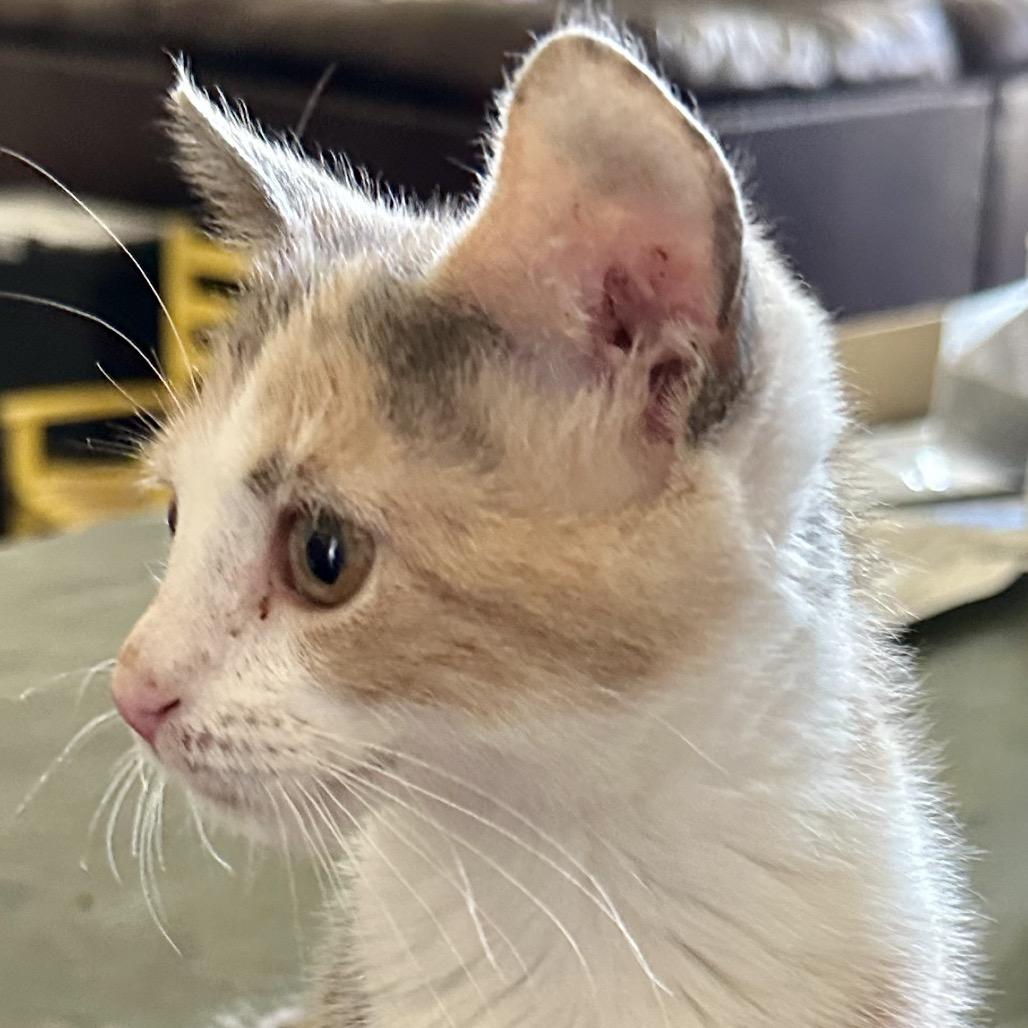 Enlarge Selene, a Adoptable Domestic Short Hair in Grantsville, UT image 4/6