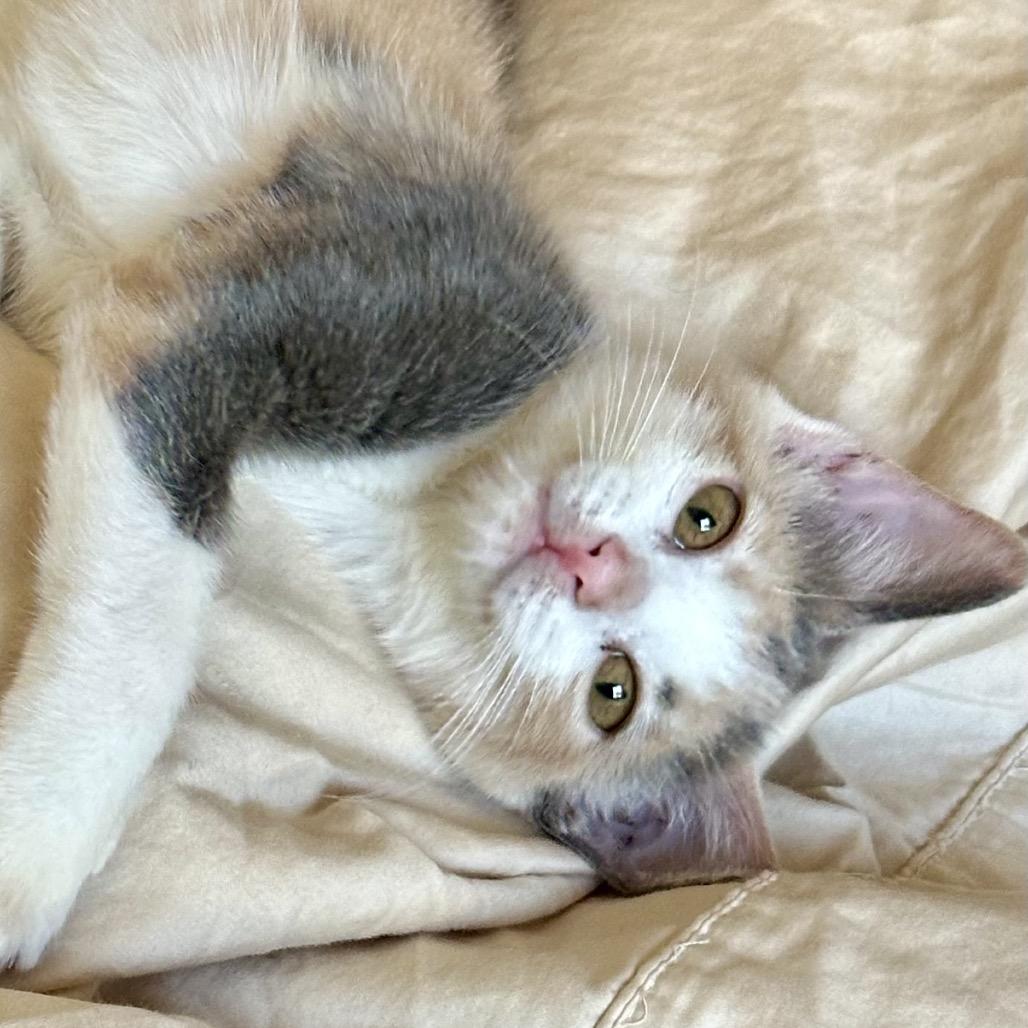Enlarge Selene, a Adoptable Domestic Short Hair in Grantsville, UT image 5/6