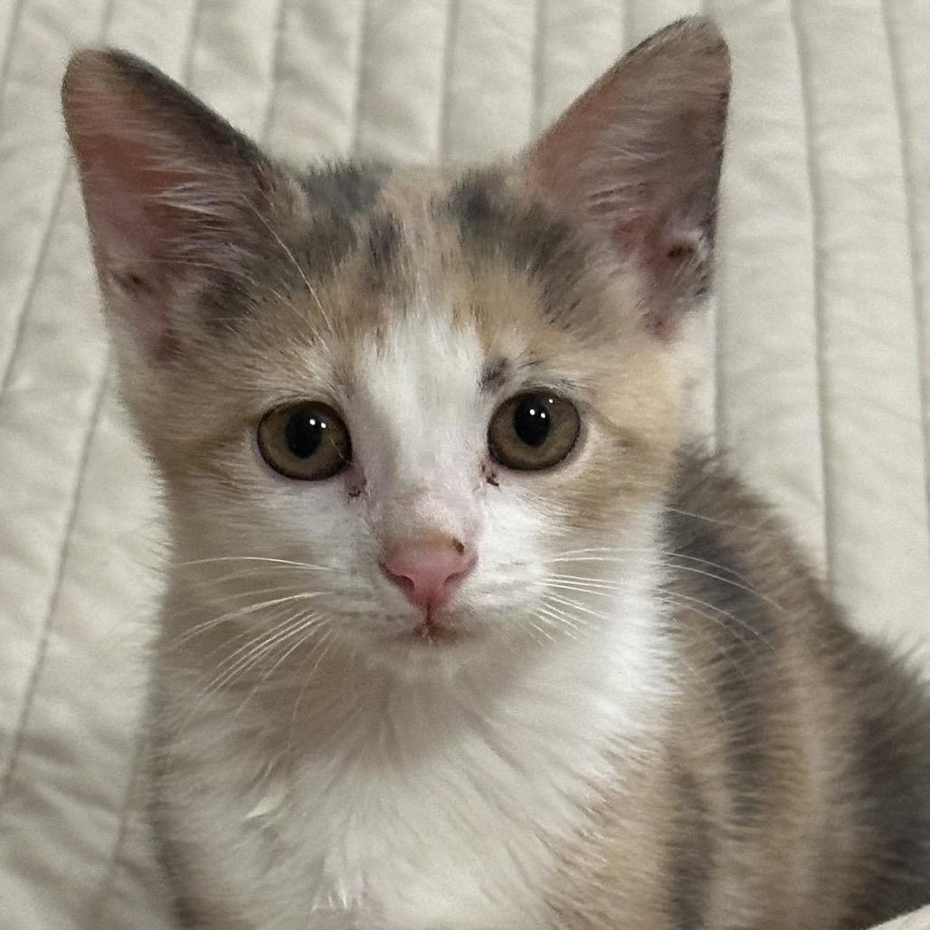 Enlarge Selene, a Adoptable Domestic Short Hair in Grantsville, UT image 6/6