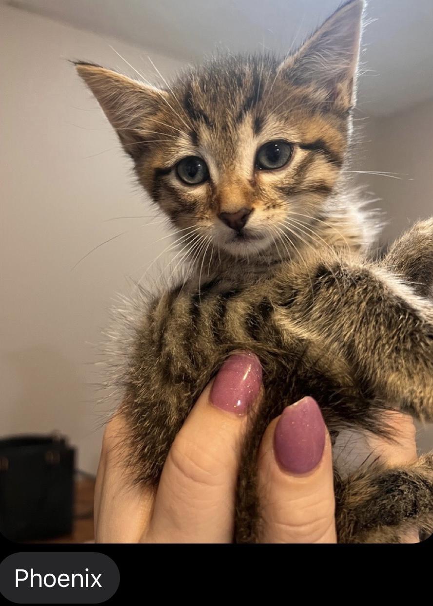 Enlarge Paul & Porter (Pearl, Pete & Phoenix (M) adopted), a Adoptable Domestic Short Hair in staten island, NY image 2/6