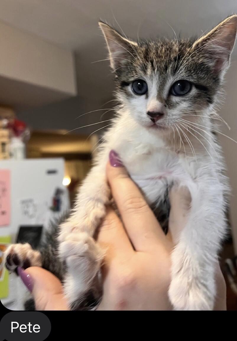 Enlarge Paul & Porter (Pearl, Pete & Phoenix (M) adopted), a Adoptable Domestic Short Hair in staten island, NY image 3/6