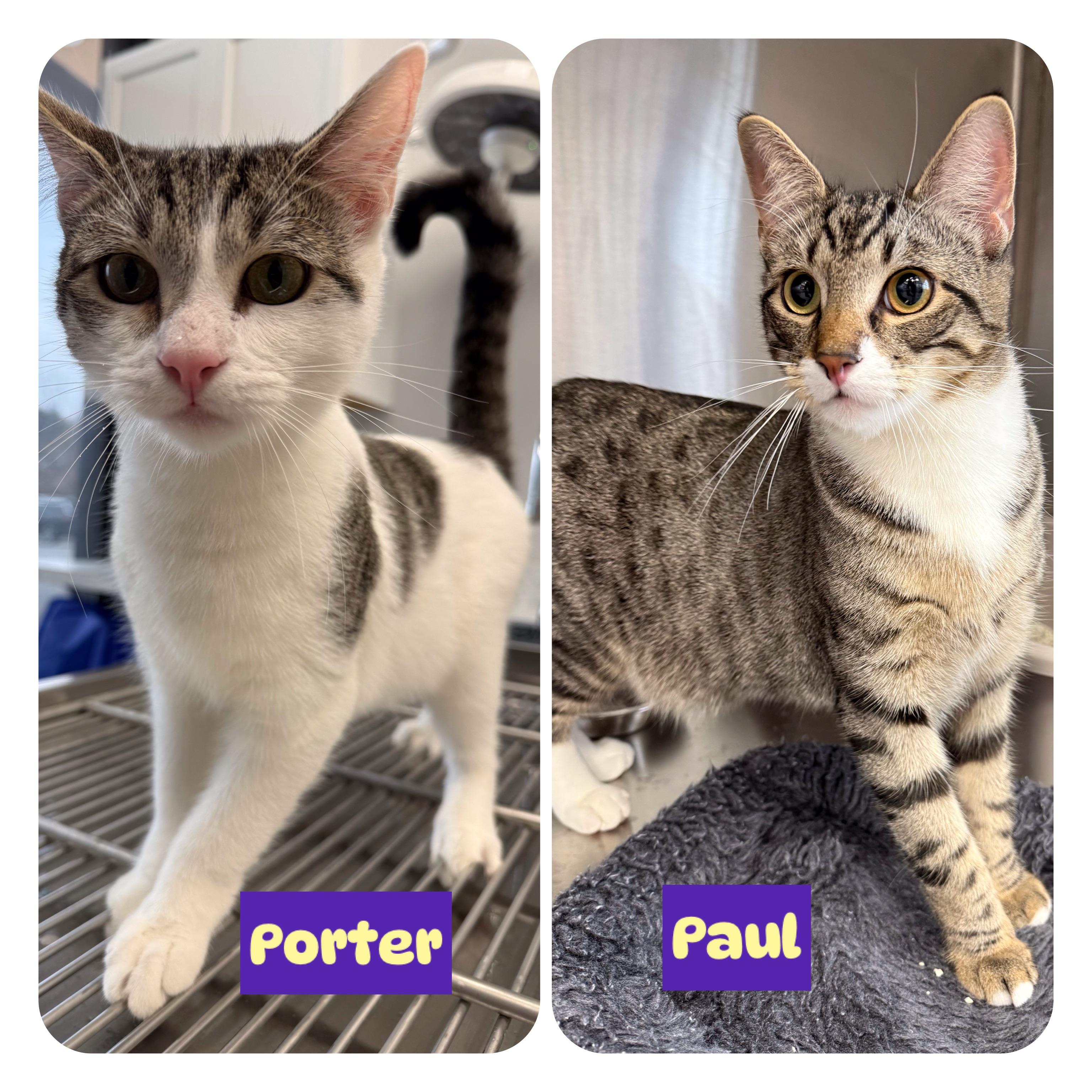 Paul & Porter (Pearl, Pete & Phoenix (M) adopted), Adoptable, Kitten Male Domestic Short Hair.