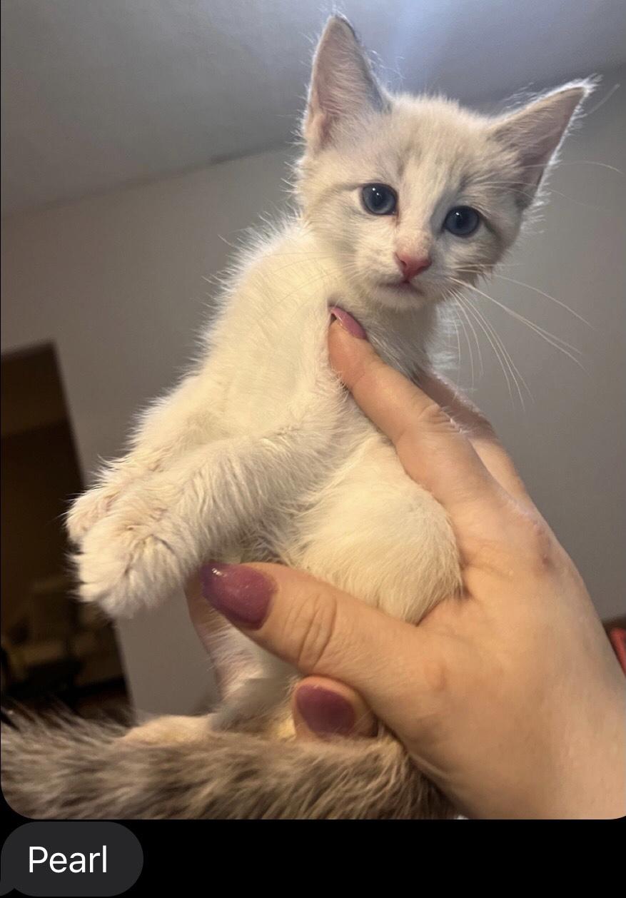 Enlarge Paul & Porter (Pearl, Pete & Phoenix (M) adopted), a Adoptable Domestic Short Hair in staten island, NY image 4/6