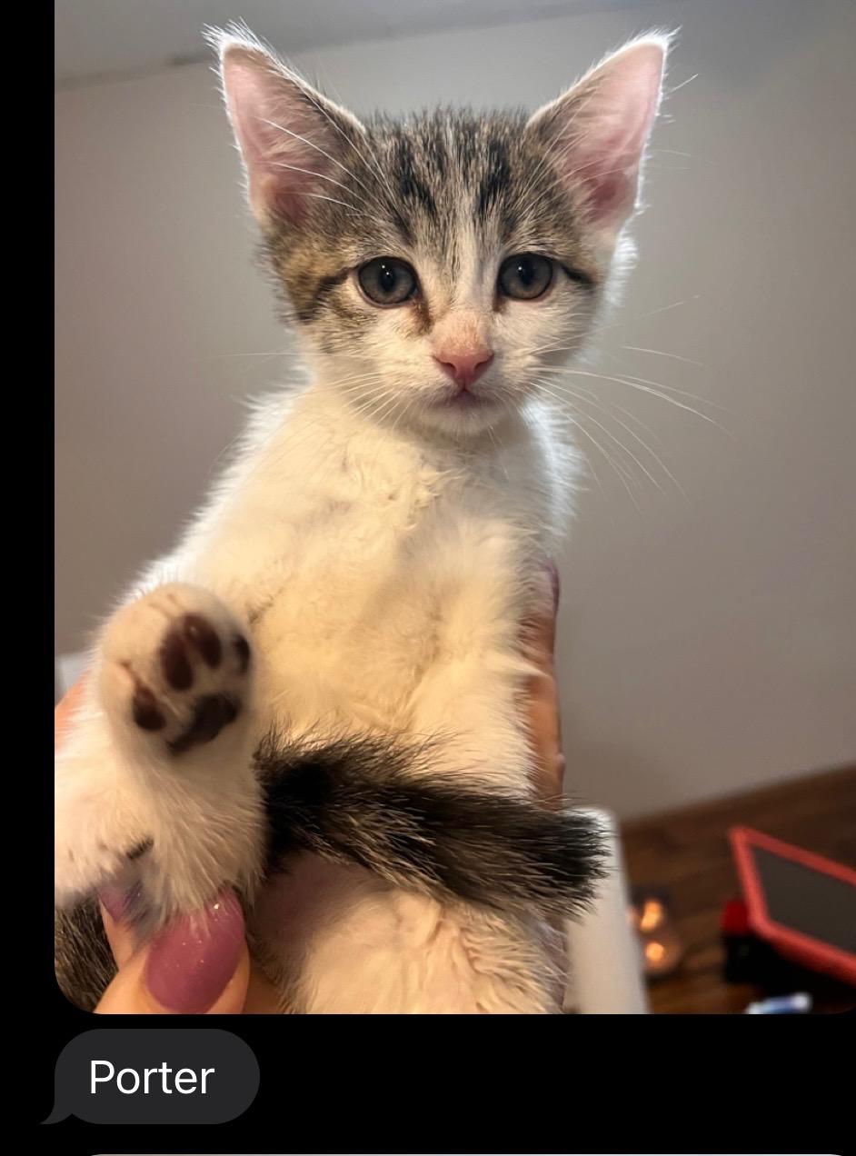 Paul, Pete, Phoenix (M) & Porter (Pearl adopted)