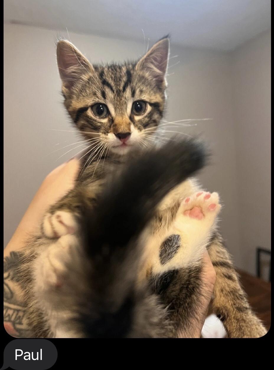 Enlarge Paul & Porter (Pearl, Pete & Phoenix (M) adopted), a Adoptable Domestic Short Hair in staten island, NY image 6/6