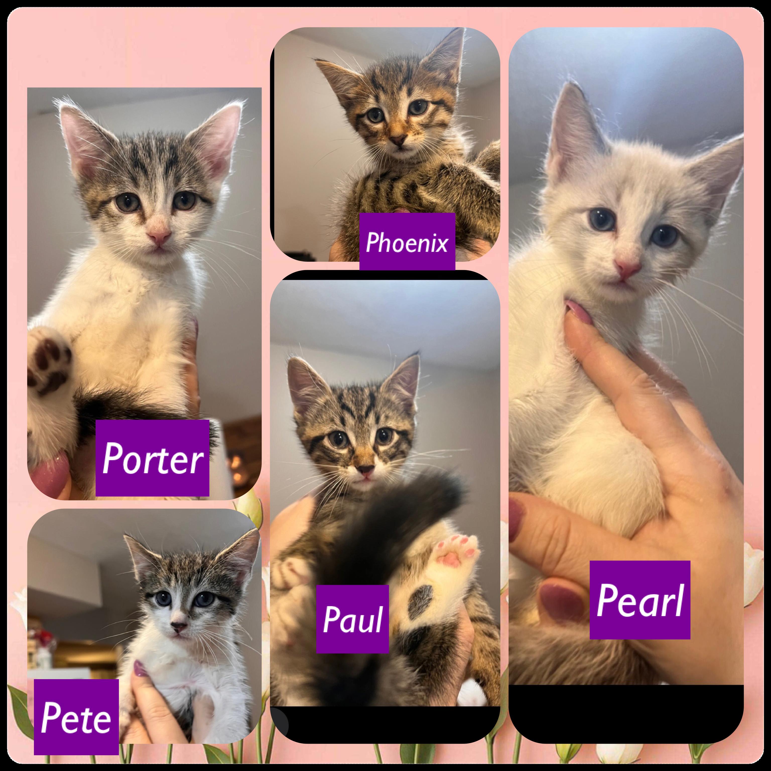 Paul, Pete, Phoenix (M), Porter & Pearl, Baby Male Domestic Short Hair