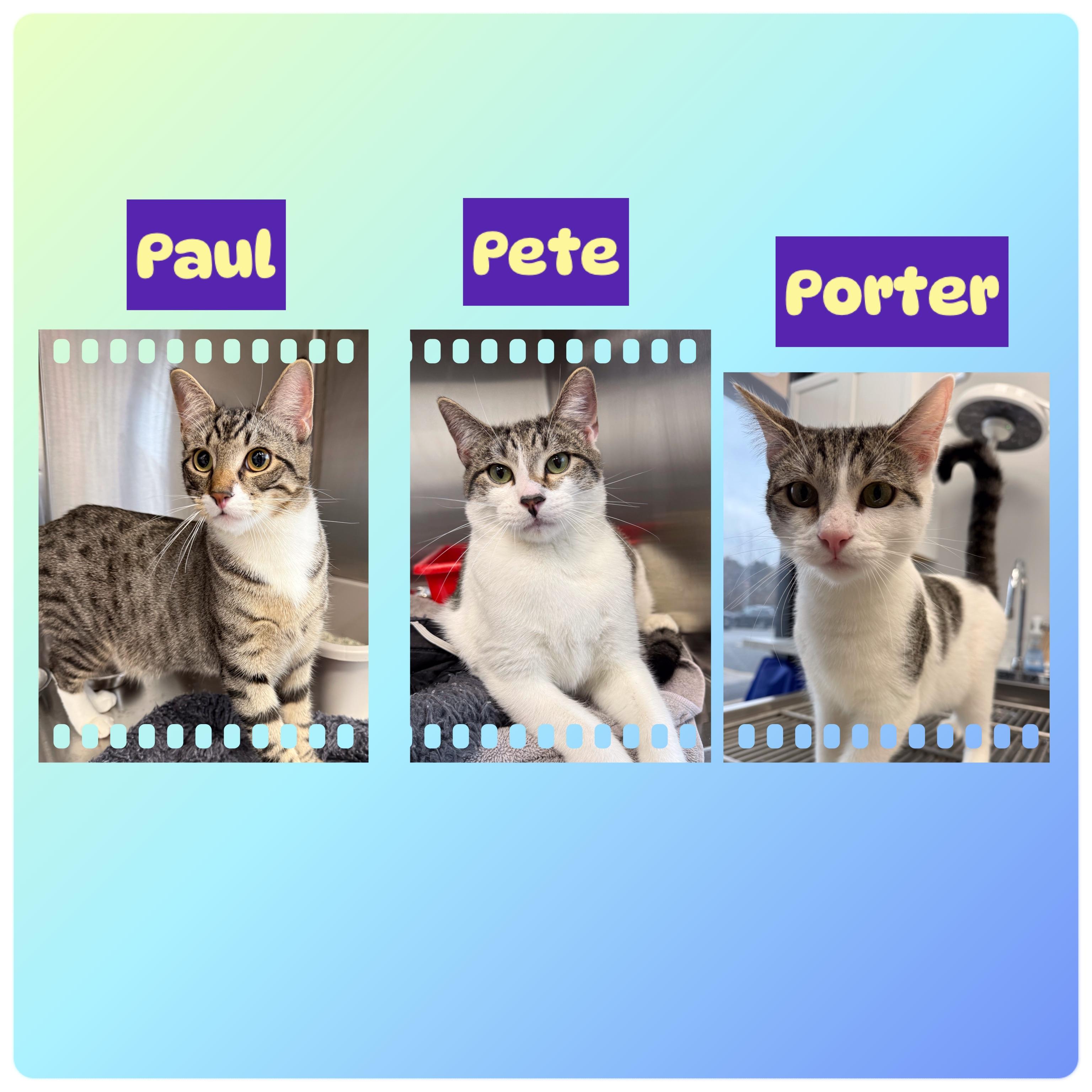 Enlarge Paul & Porter (Pearl, Pete & Phoenix (M) adopted), a Adoptable Domestic Short Hair in staten island, NY image 1/6