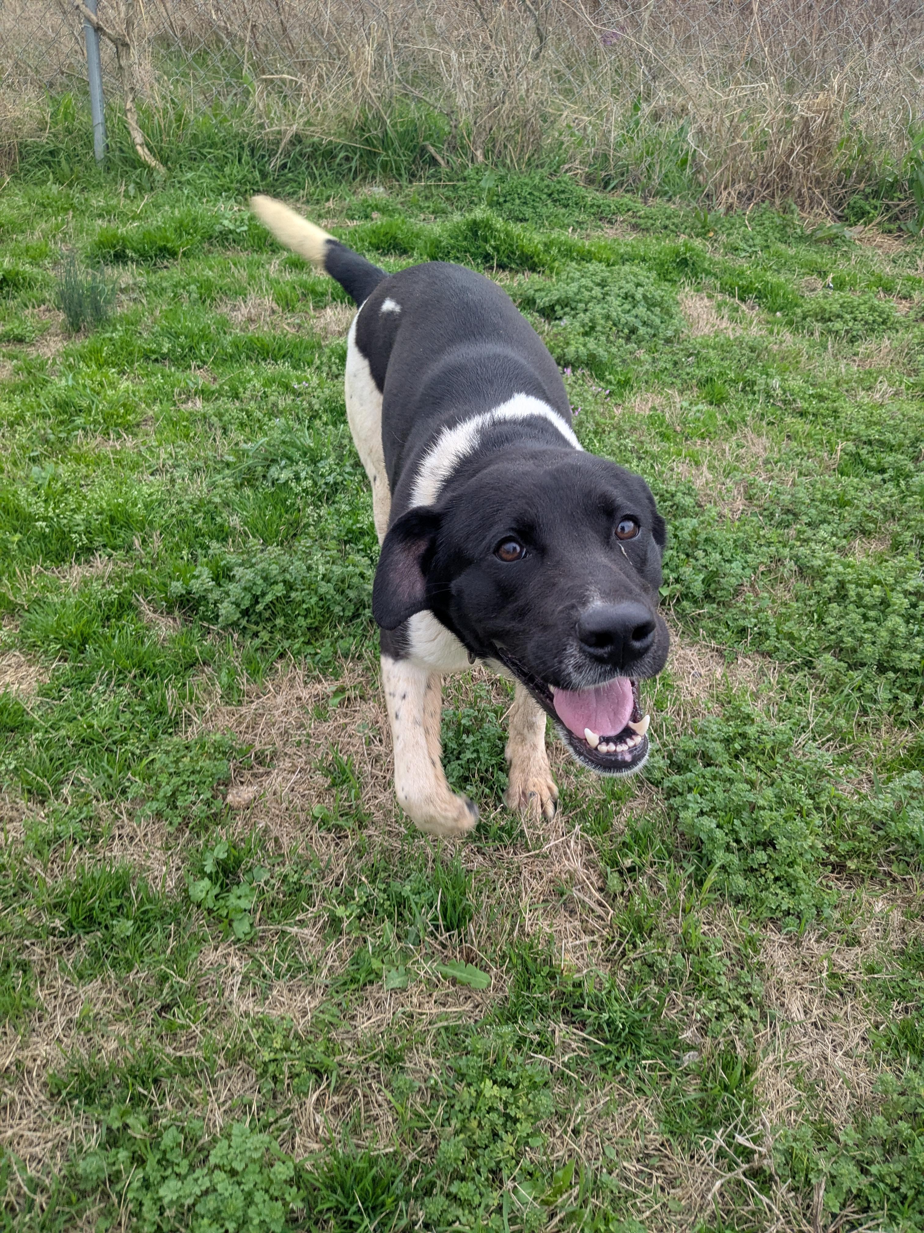 Barrett, Adoptable, Adult Male Pointer & Labrador Retriever.