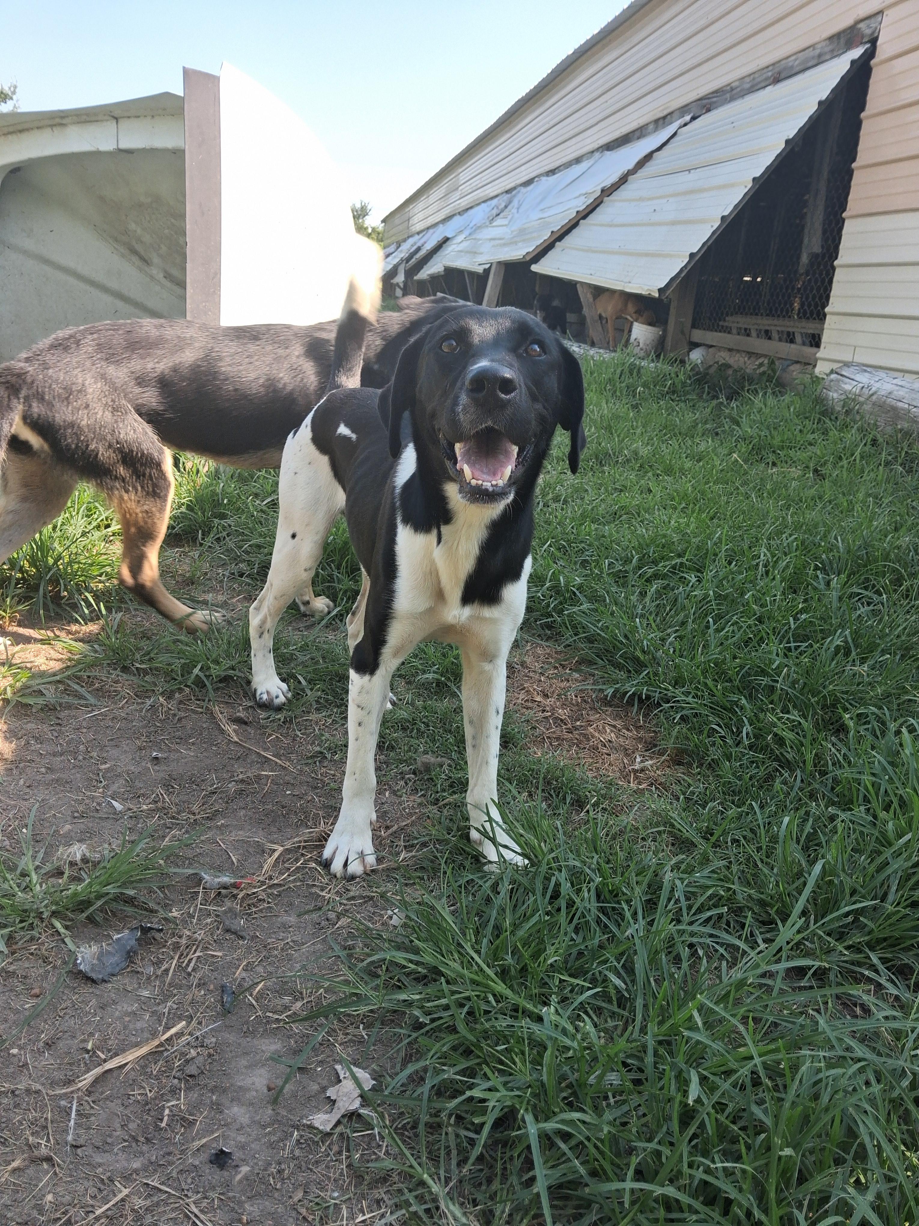 Enlarge Barrett, a Adoptable mixed breed in Manchester, NH image 4/6