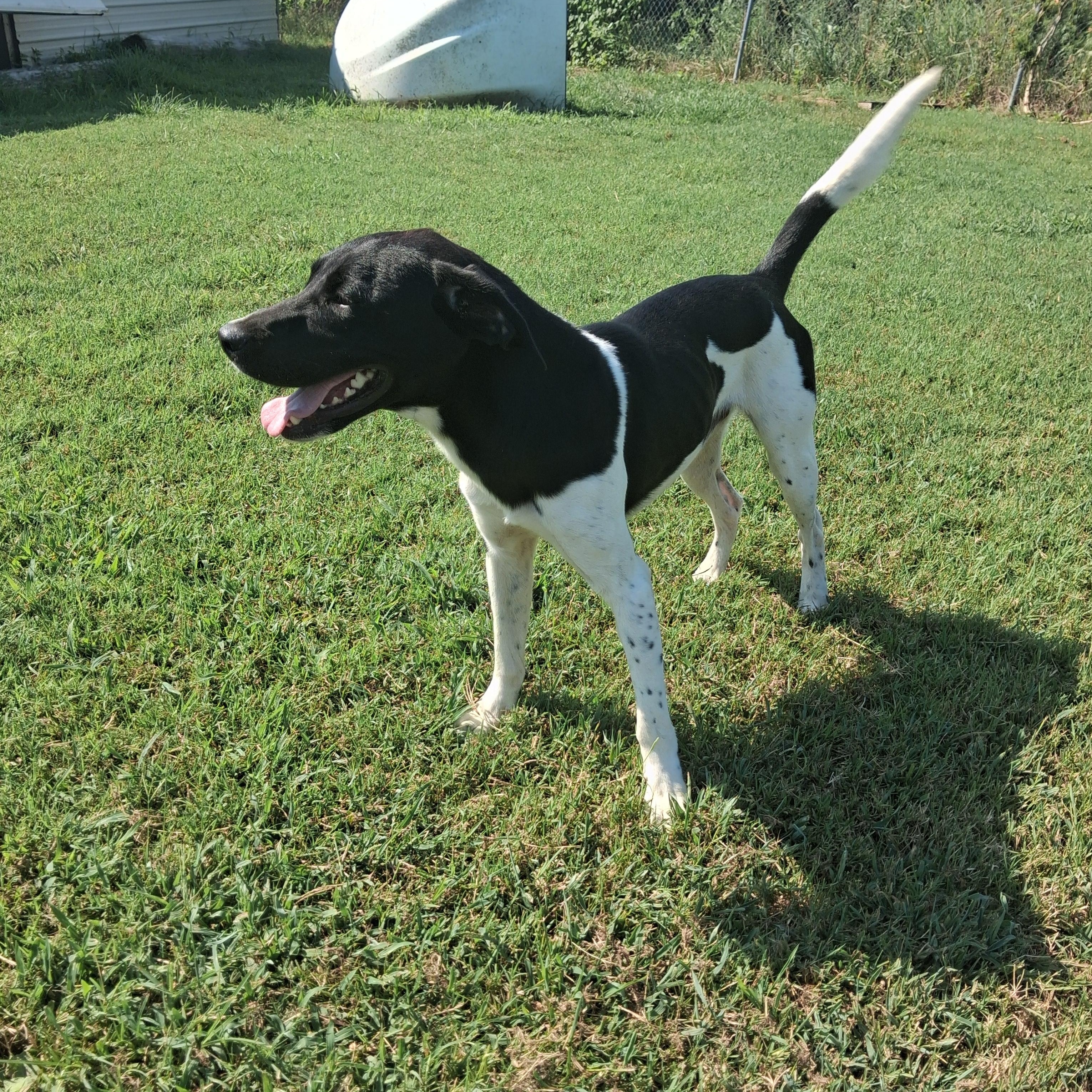 Enlarge Barrett, a Adoptable mixed breed in Manchester, NH image 2/6