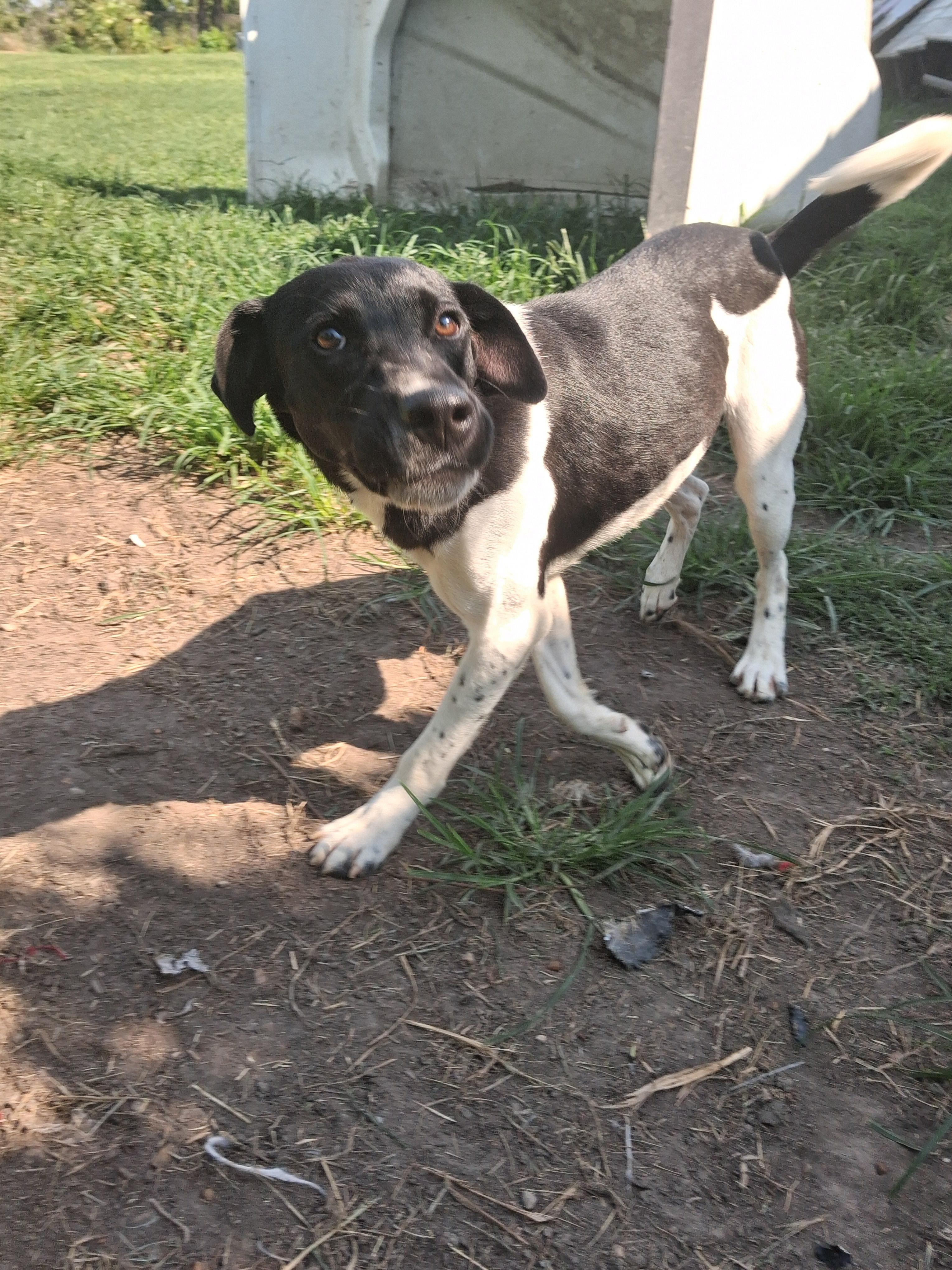 Enlarge Barrett, a Adoptable mixed breed in Manchester, NH image 3/6