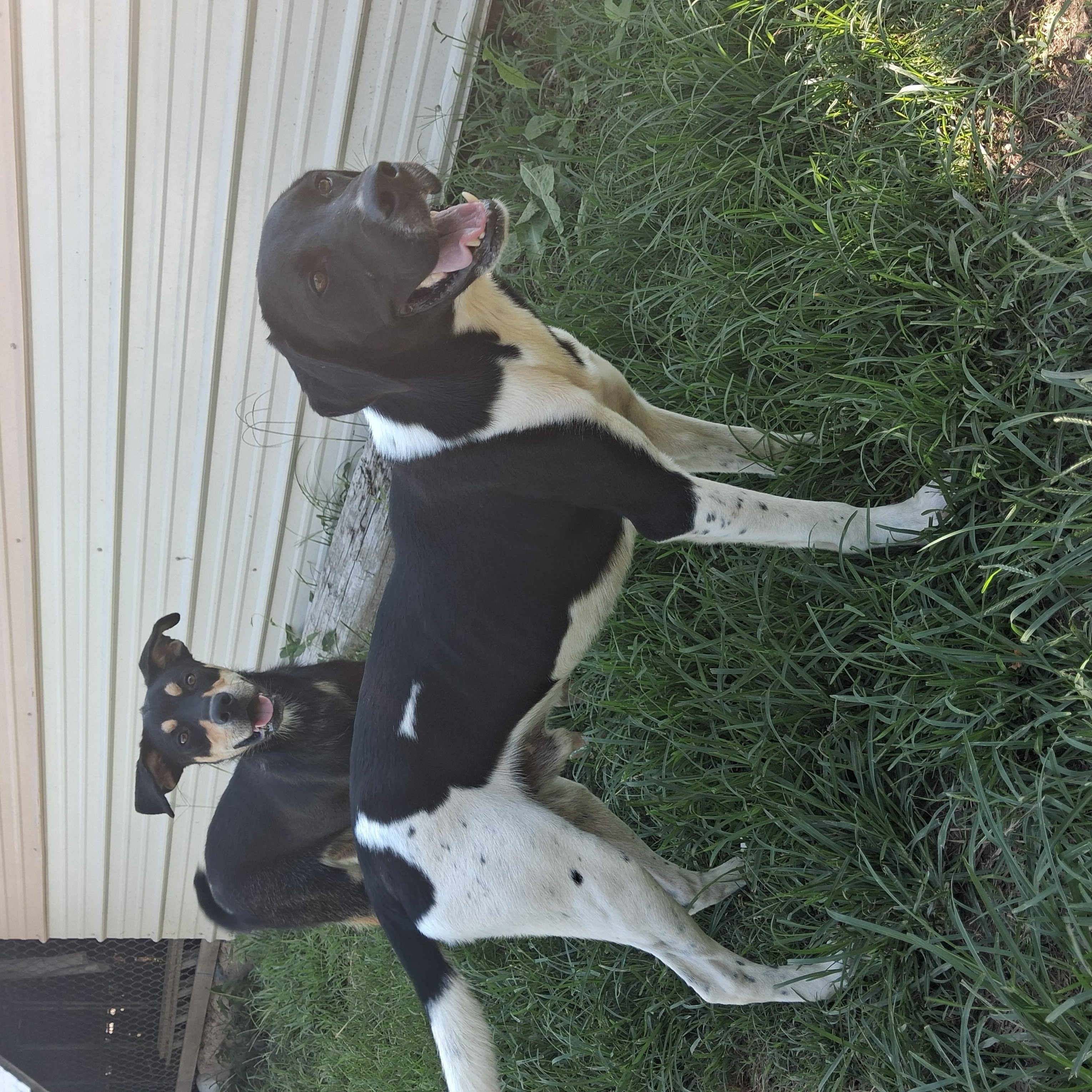 Enlarge Barrett, a Adoptable mixed breed in Manchester, NH image 5/6