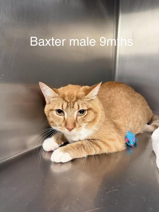 Enlarge Baxter, a ADOPTABLE Domestic Short Hair in Amherst, VA image 1/1