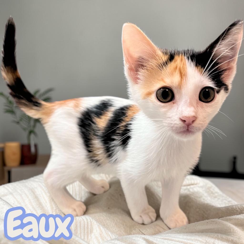 Enlarge Eaux, a Adoptable Domestic Short Hair in Sorrento, LA image 2/2