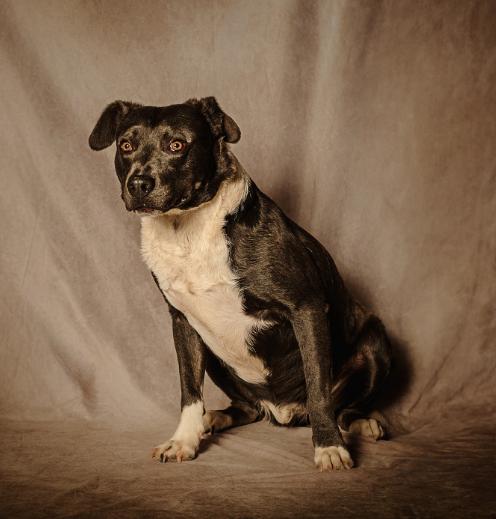Dozer, a Adoptable mixed breed in Lubbock, TX image 1/6