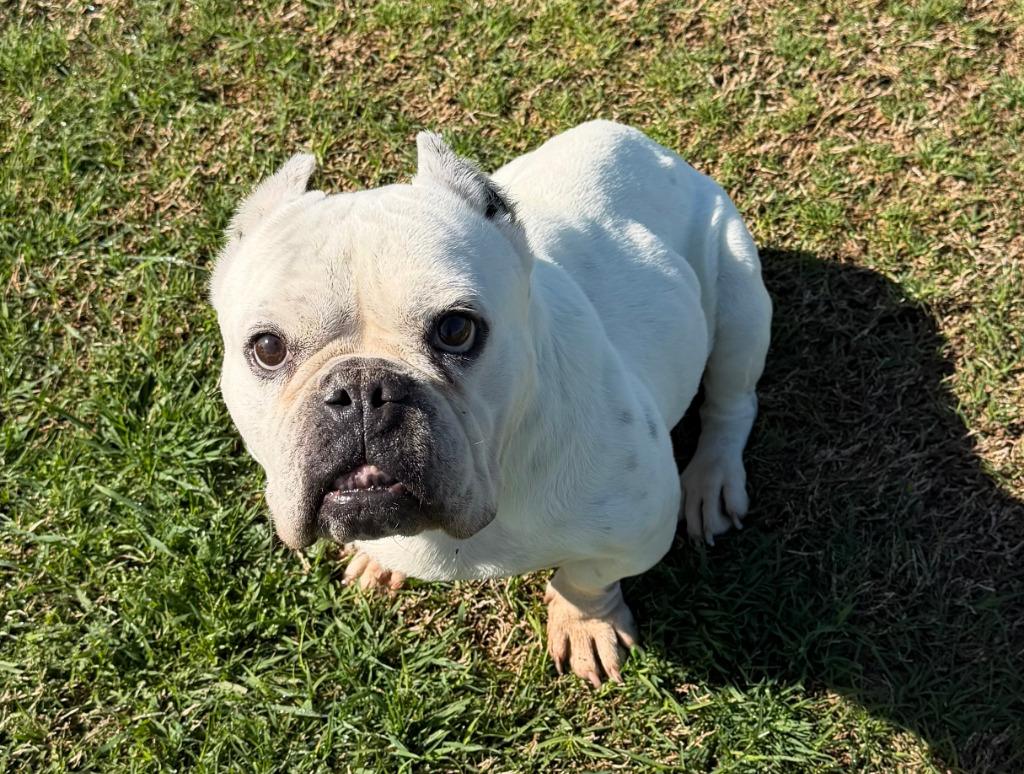 Bitty Bit, Adoptable, Senior Female English Bulldog.