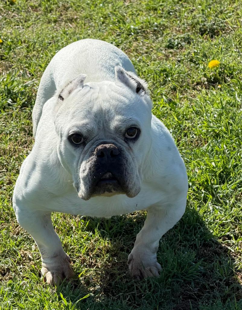 Enlarge Bitty Bit, a Adoptable English Bulldog in Farmersville, TX image 2/2