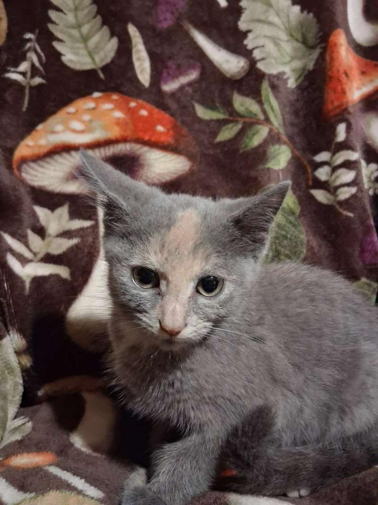 Loblolly Pine, Adoptable, Kitten Female Domestic Short Hair.