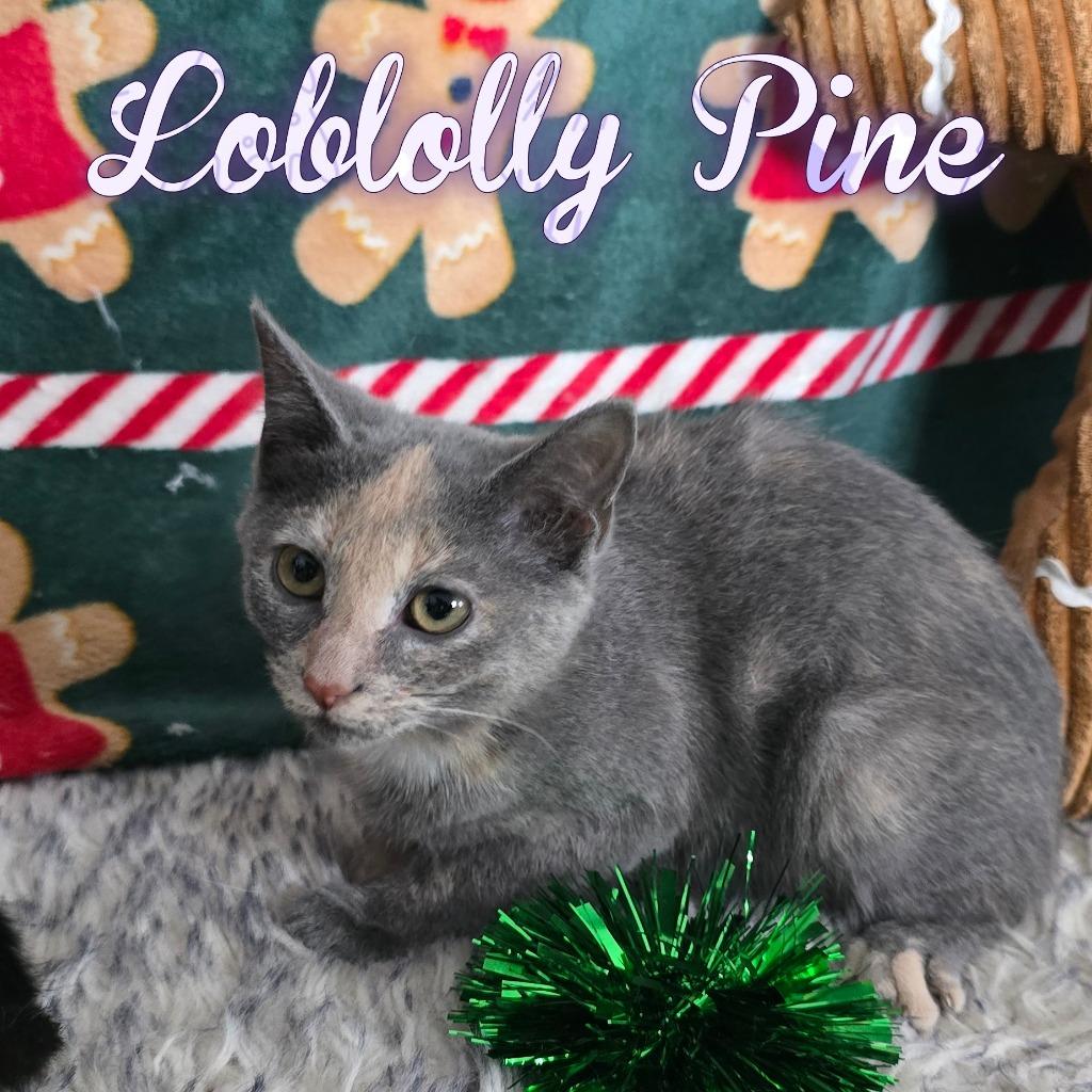 Enlarge Loblolly Pine, a Adoptable Domestic Short Hair in Hillsboro, OH image 2/3