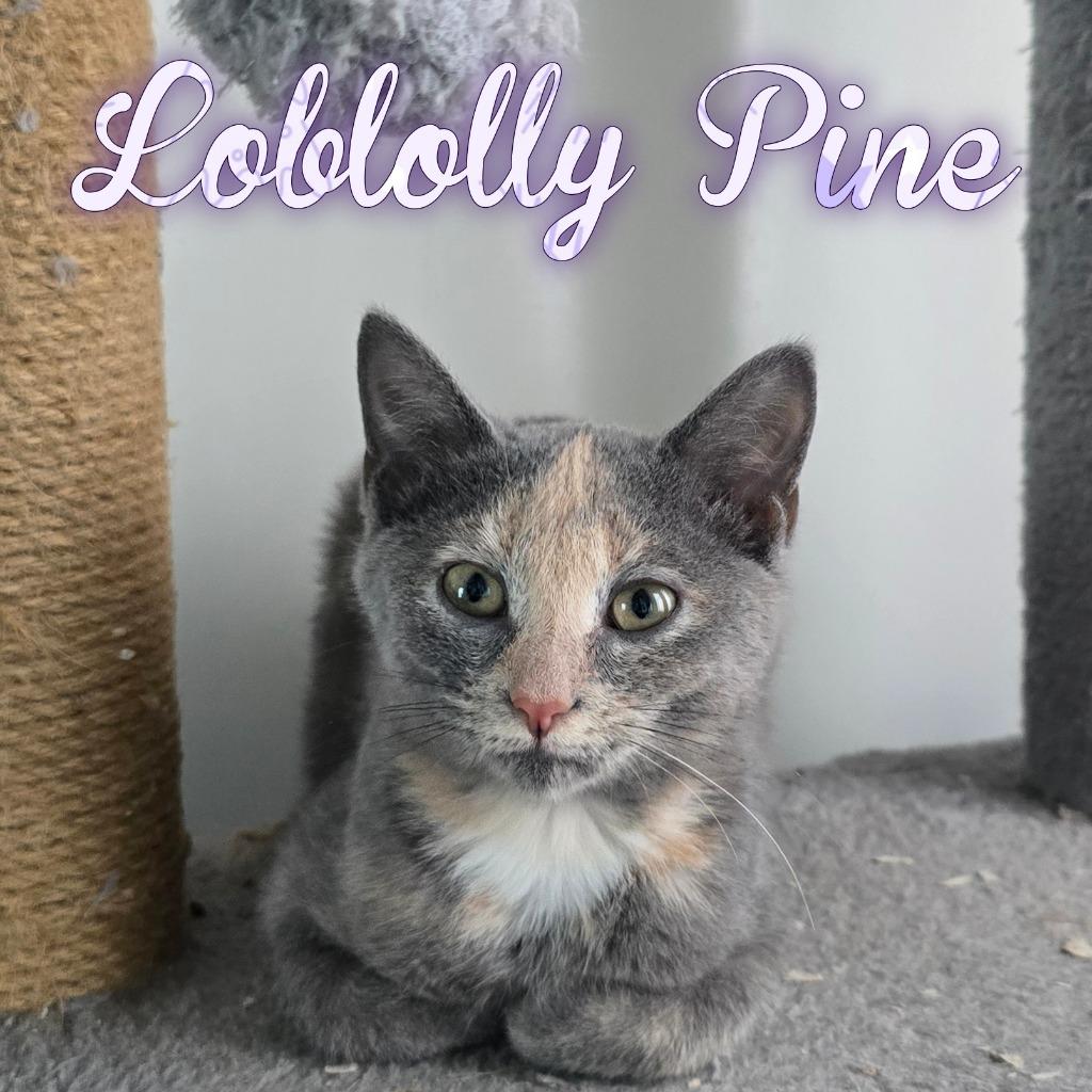 Enlarge Loblolly Pine, a Adoptable Domestic Short Hair in Hillsboro, OH image 3/3
