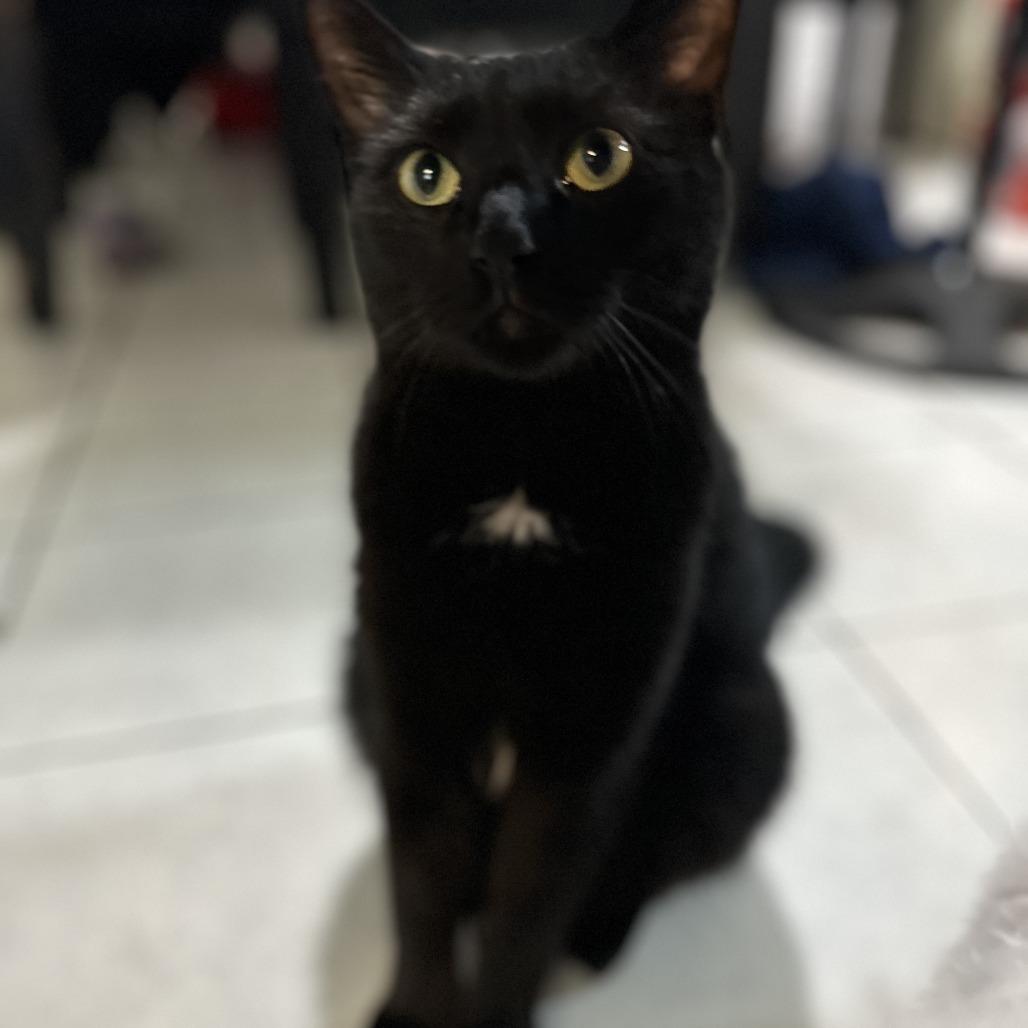 Mio, Adoptable, Adult Male Domestic Short Hair.