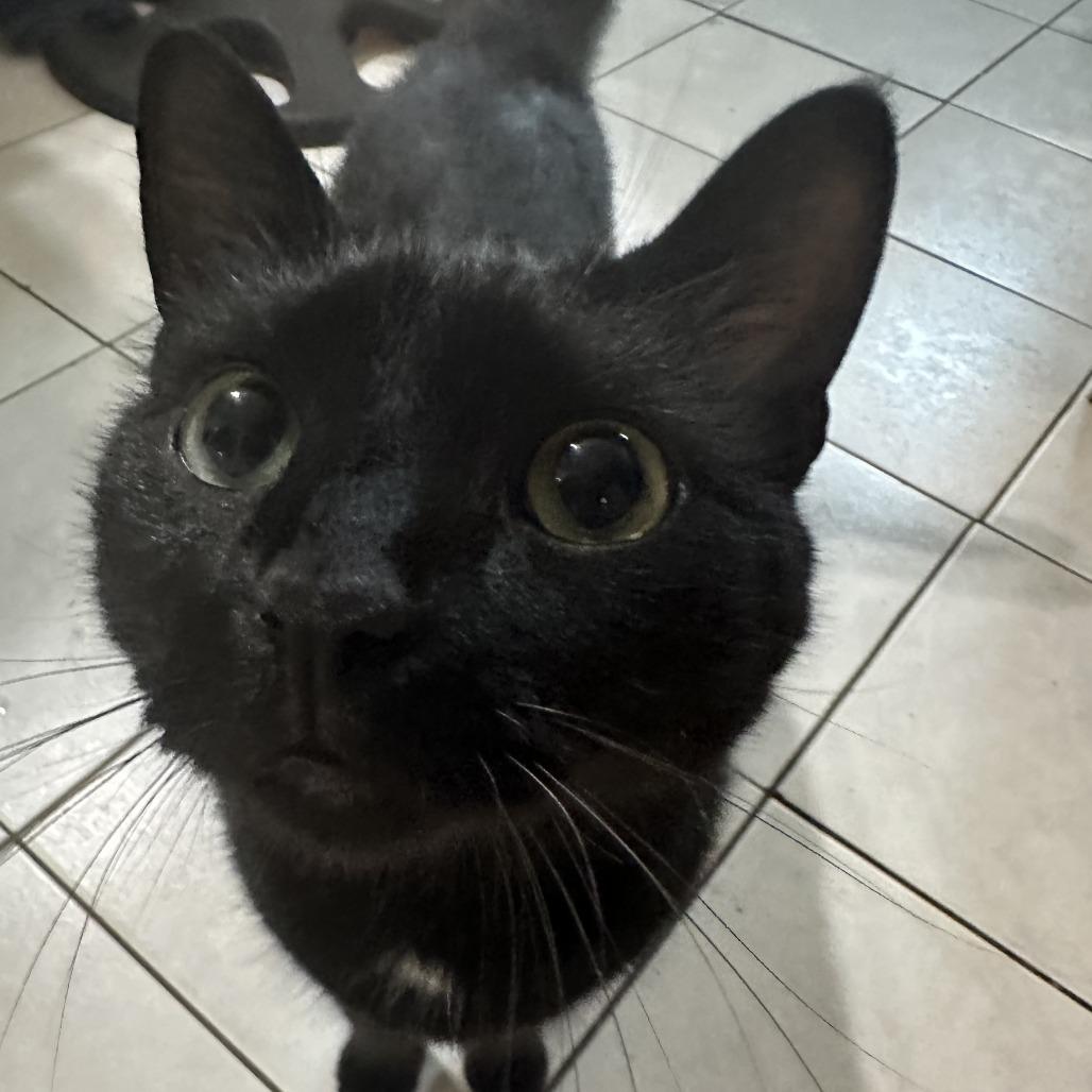 Enlarge Mio, a Adoptable Domestic Short Hair in Middle Village, NY image 2/5