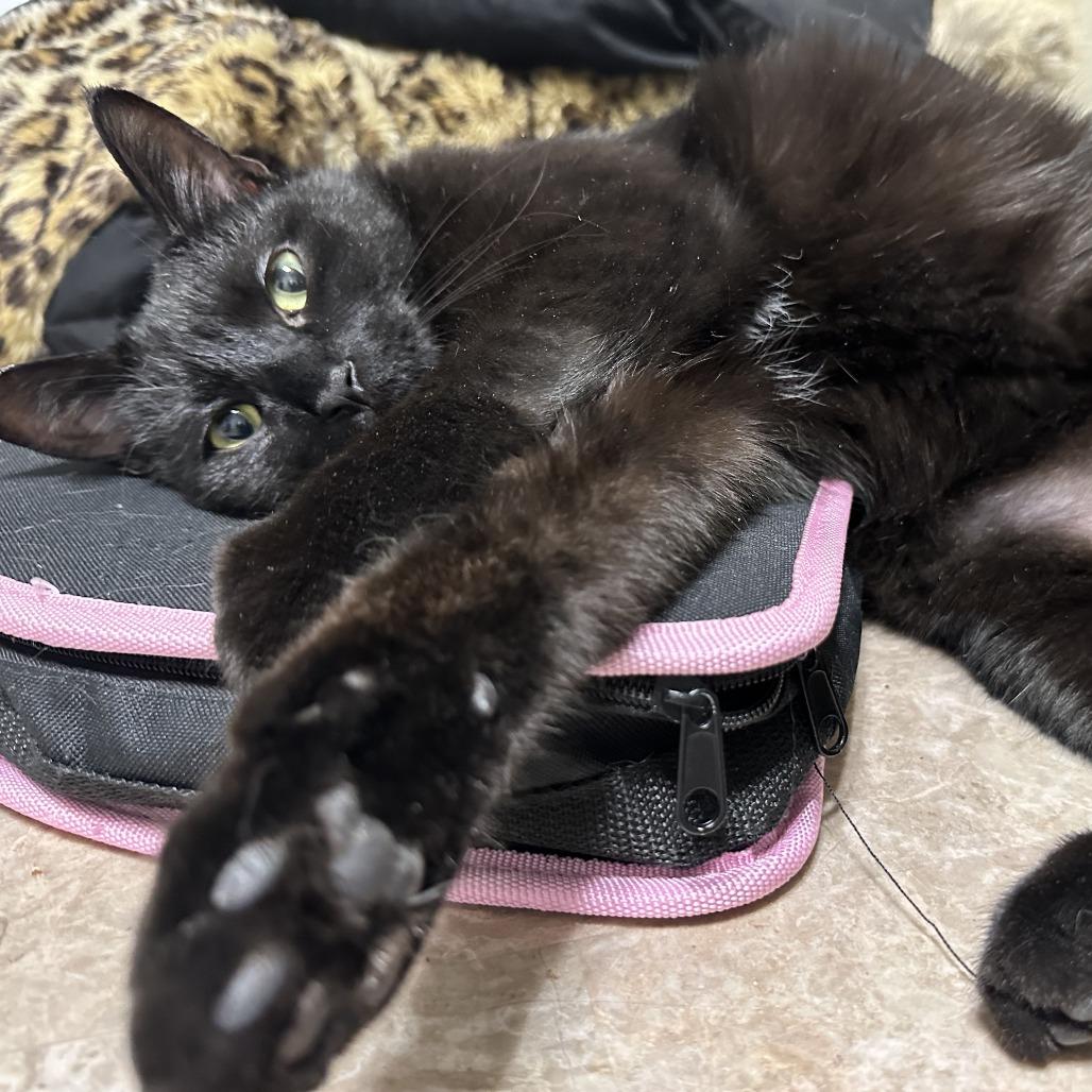 Enlarge Mio, a Adoptable Domestic Short Hair in Middle Village, NY image 4/5