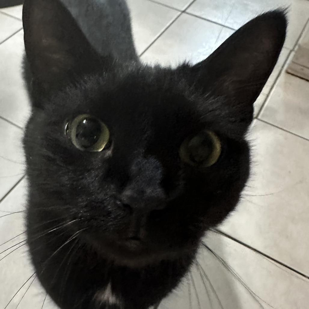 Enlarge Mio, a Adoptable Domestic Short Hair in Middle Village, NY image 5/5