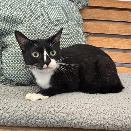 Checkers, Adoptable, Adult Female Domestic Short Hair.