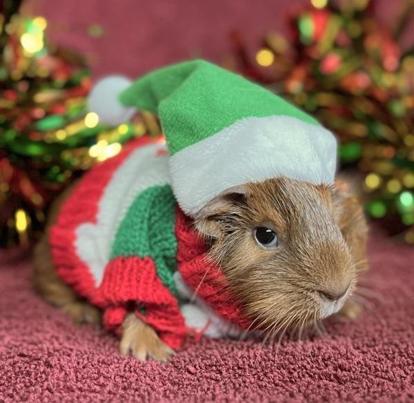 Enlarge Candy Cane, a Adoptable mixed breed in Monterey, CA image 1/2