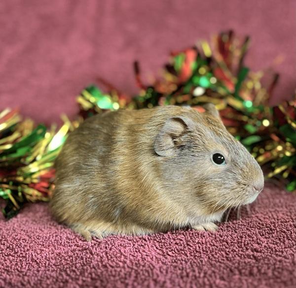 Enlarge Candy Cane, a Adoptable mixed breed in Monterey, CA image 2/2