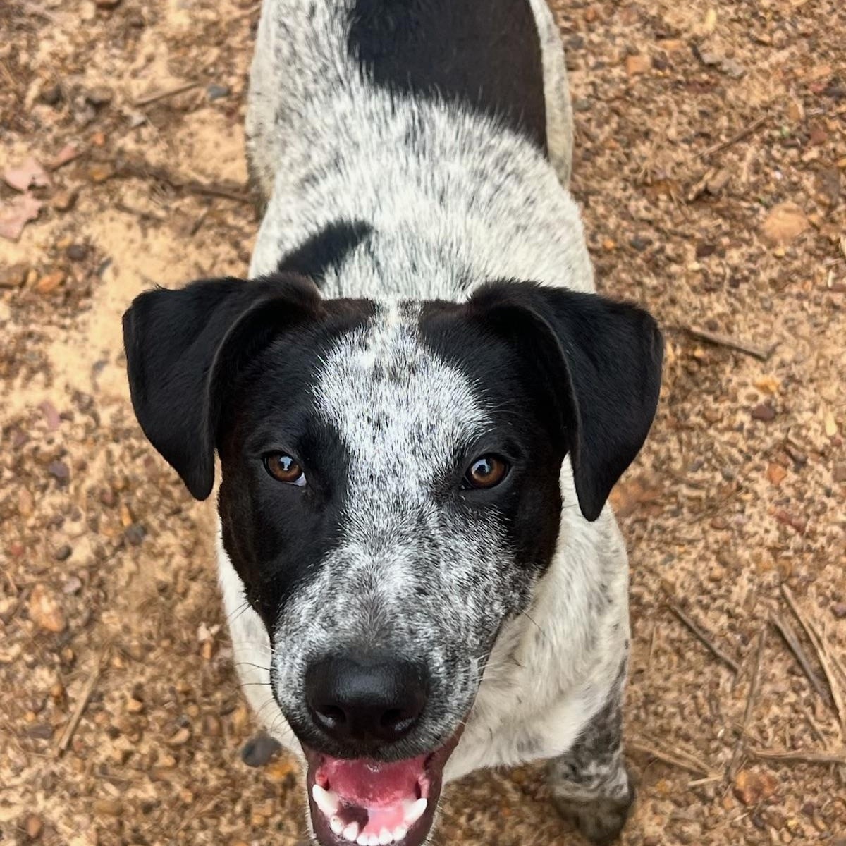 Enlarge Buzz, a Adoptable mixed breed in Fond Du Lac, WI image 5/6