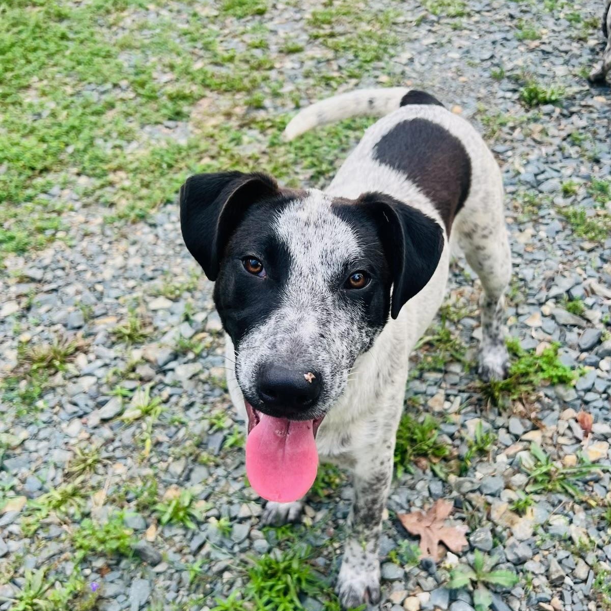 Enlarge Buzz, a Adoptable mixed breed in Fond Du Lac, WI image 6/6