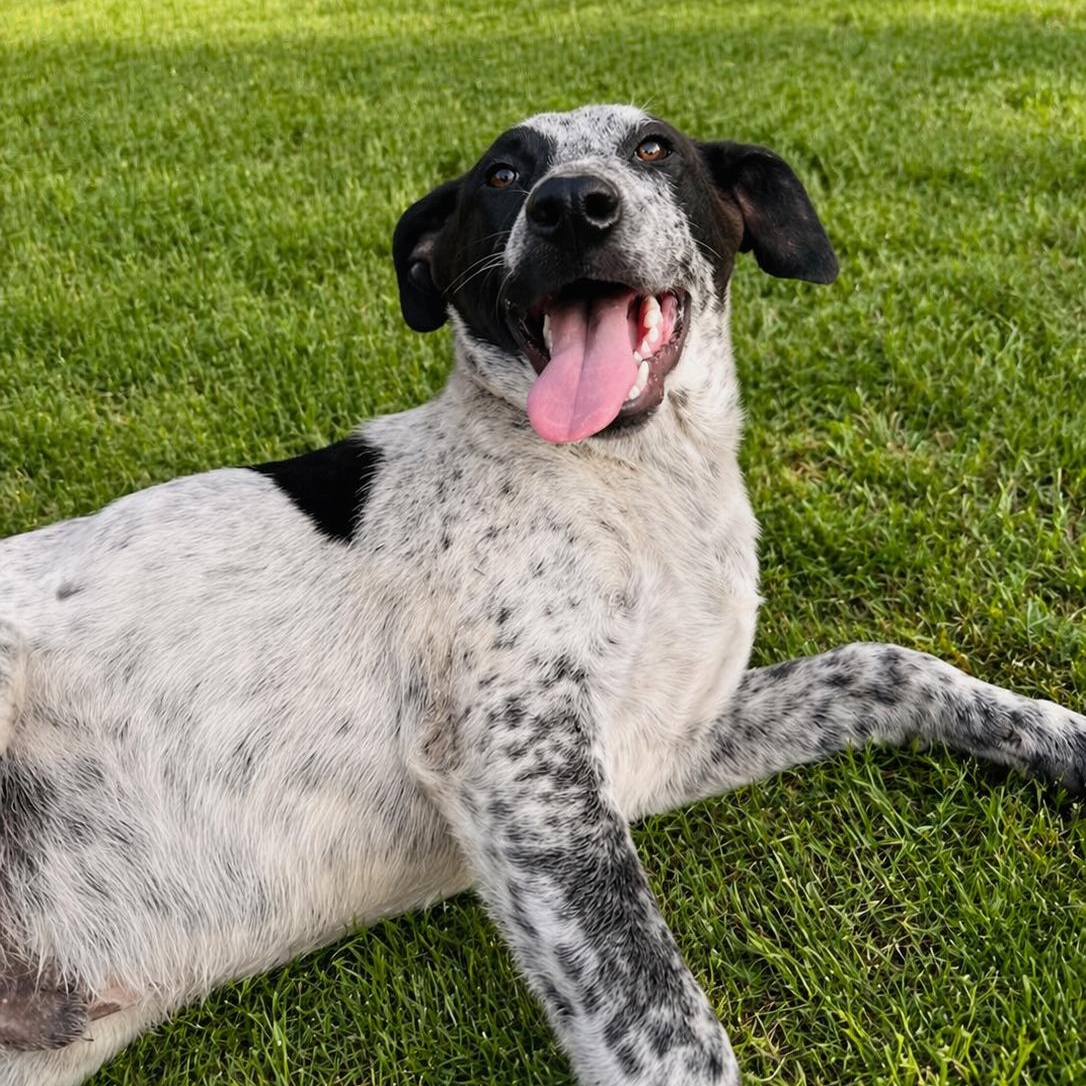 Enlarge Buzz, a Adoptable mixed breed in Fond Du Lac, WI image 3/6