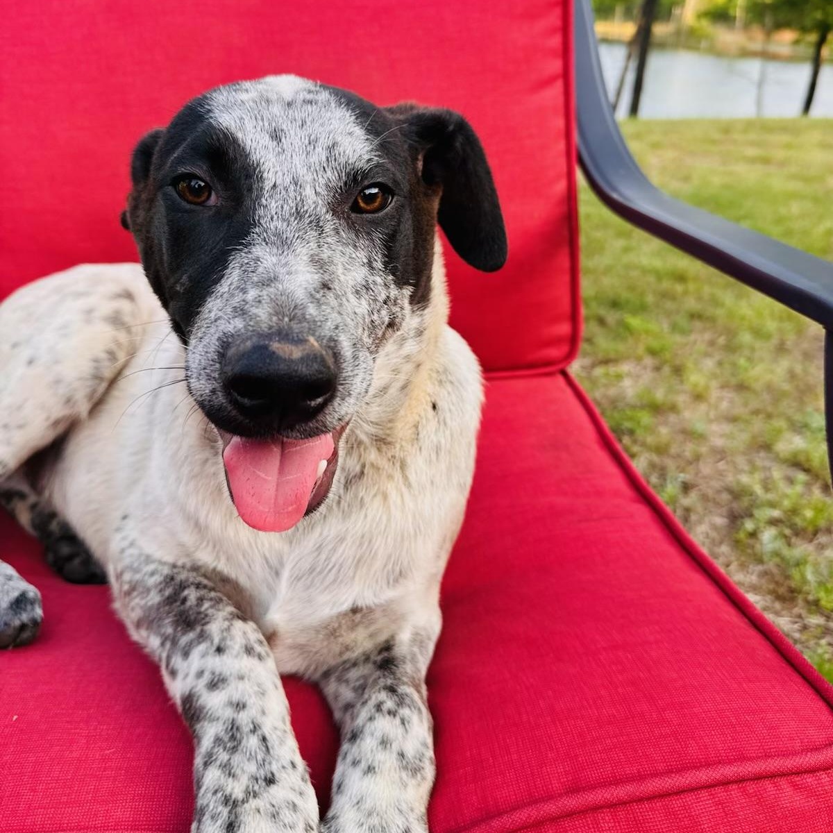Enlarge Buzz, a Adoptable mixed breed in Fond Du Lac, WI image 2/6